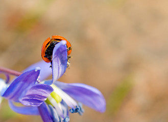 Image showing Closeup of ladybugs back