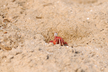 Image showing Fiddler Crab