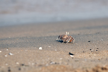 Image showing Fiddler Crab