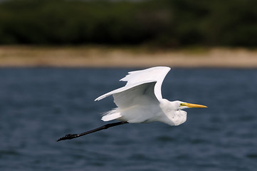 Image showing Egret