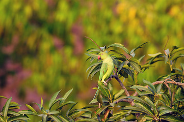 Image showing Rose Ringed Parakeet