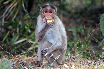 Image showing Bonnet Macaque