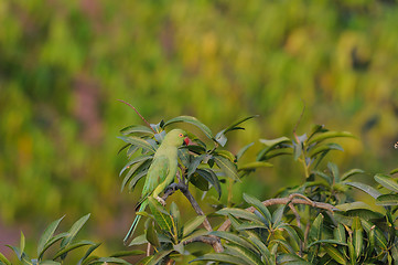 Image showing Rose Ringed Parakeet