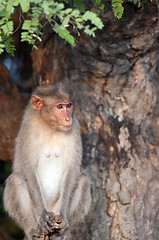 Image showing Bonnet Macaque