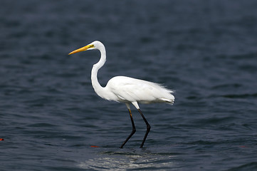 Image showing Egret