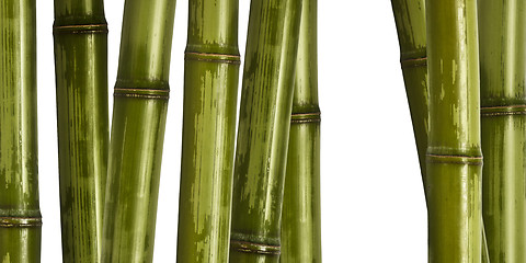 Image showing wide hard bamboo background