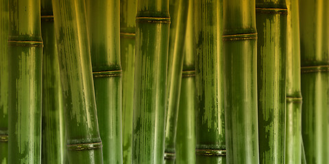Image showing wide hard bamboo background