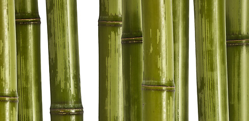 Image showing wide bamboo background