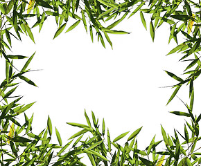 Image showing  bamboo leaf background 