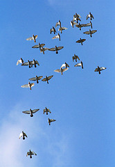 Image showing birds