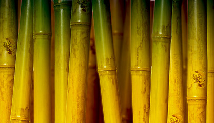 Image showing bamboo background