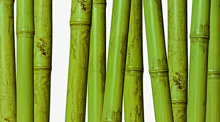 Image showing bamboo background