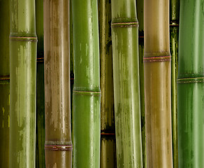 Image showing bamboo background