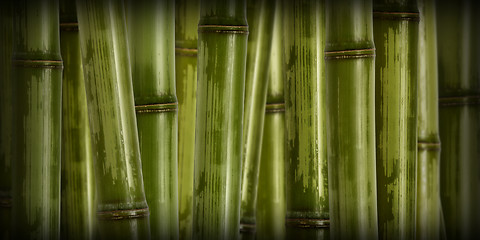 Image showing wide hard bamboo background