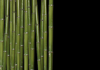 Image showing hard bamboo