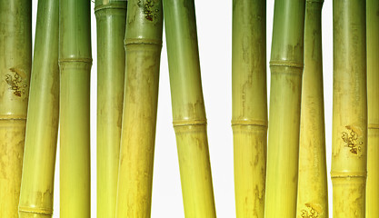 Image showing bamboo background