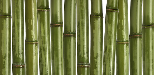 Image showing hard bamboo background