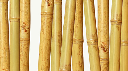 Image showing bamboo background