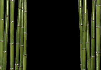 Image showing bamboo