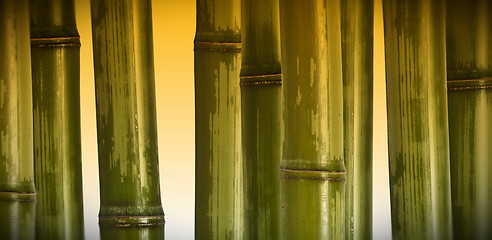 Image showing wide bamboo background