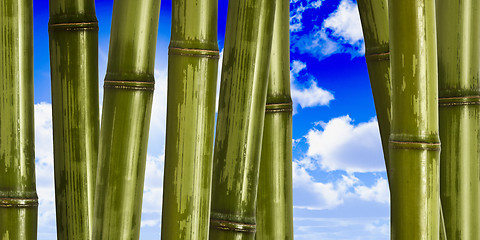 Image showing wide hard bamboo background