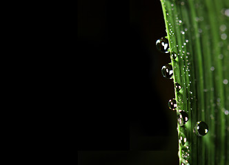 Image showing green leaf and drop