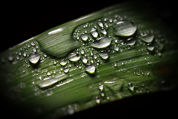 Image showing green leaf and drop background