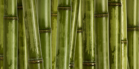 Image showing wide hard bamboo background