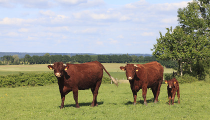 Image showing Brown cows in Normandy