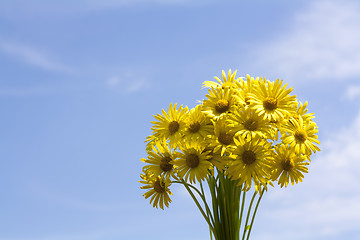 Image showing Bouquet of yellow flowers