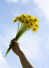 Image showing Yellow daisy flowers