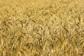 Image showing wheat background