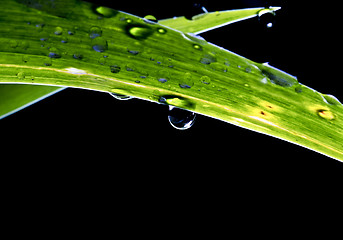 Image showing drop on leaf