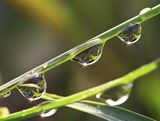 Image showing drop on leaf