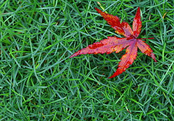 Image showing red fall leaf