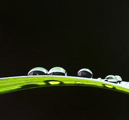 Image showing drop on leaf