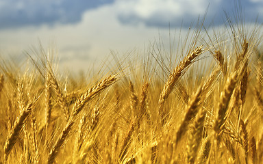 Image showing wheat background