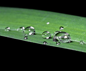 Image showing drop on leaf