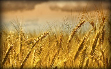 Image showing wheat background