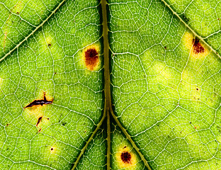 Image showing  macro leaf texture background