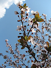 Image showing plum branch