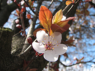 Image showing plum flower