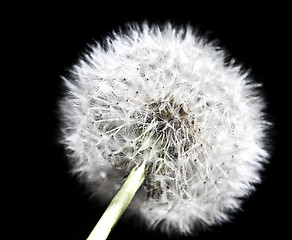 Image showing dandilion detail