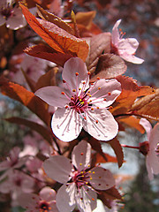 Image showing plum in the spring
