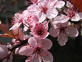 Image showing plum in the spring