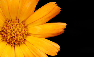 Image showing orange flower closeup