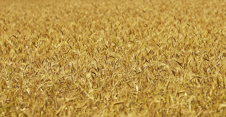 Image showing wheat background