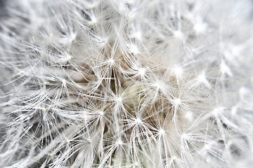 Image showing abstract dandilion background