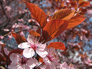 Image showing plum in the spring