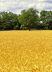 Image showing wheat and tree  background